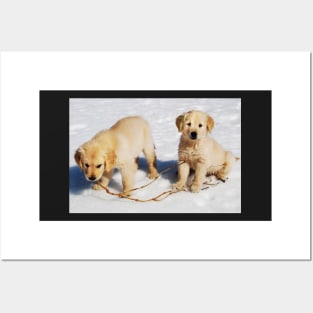 "Golden Retriever Puppies First Winter" Posters and Art